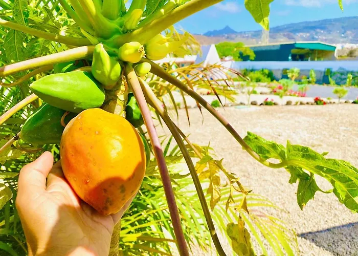 Lägenhet Lykke Piscina Y Jardin By Deihu Experiences *